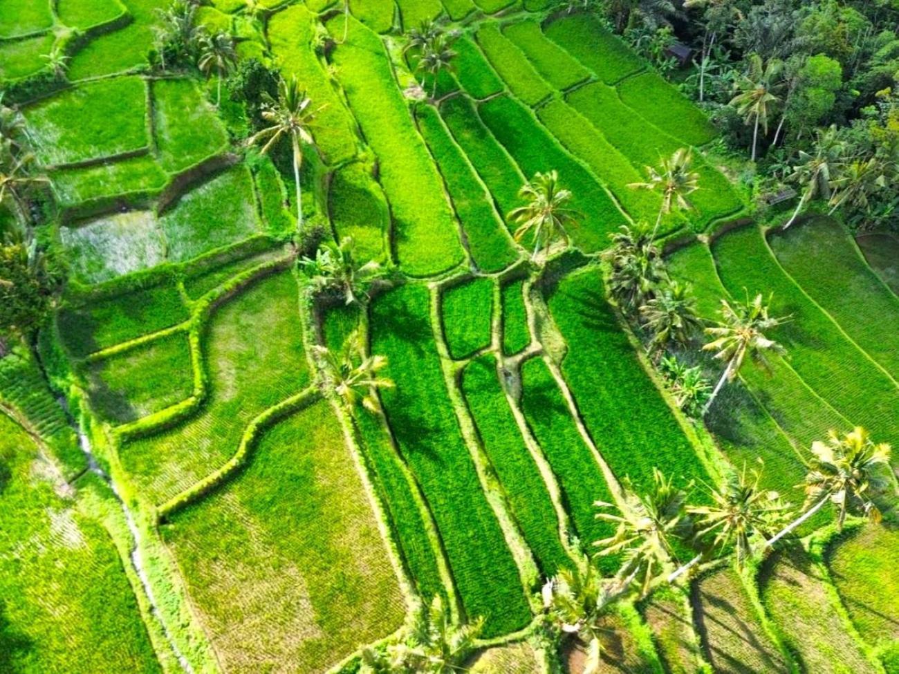 Pondok Is Oke Villa Scenic View Banyuwangi  Bagian luar foto